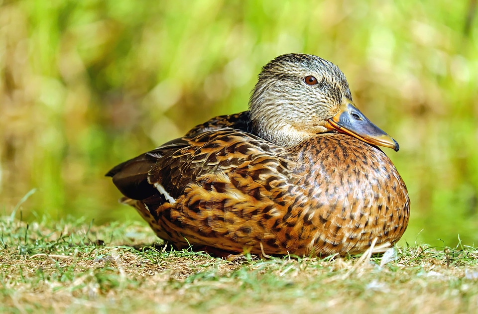 Animal aquatic bird avian