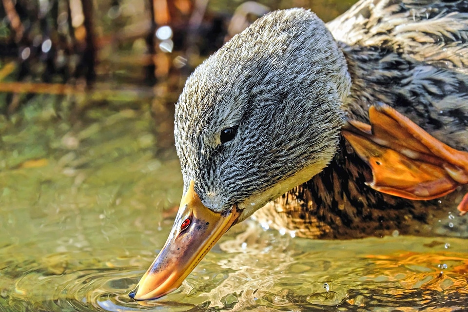 Animal aquatic bird avian