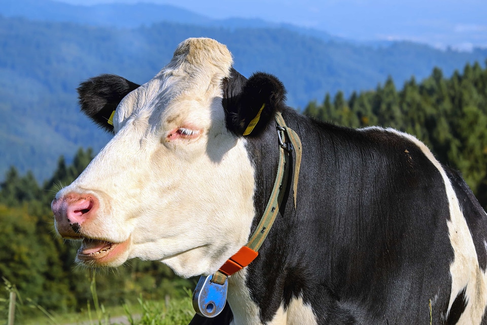 Agriculture animal beautiful photo