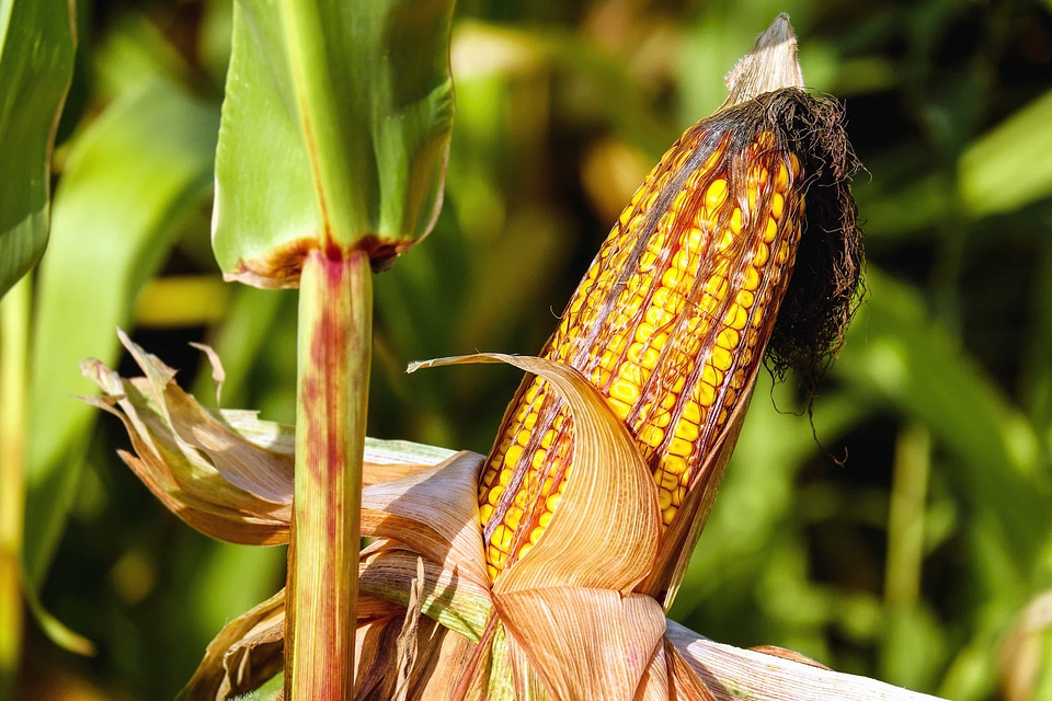 Agriculture corn corncob