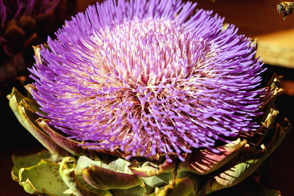 Beautiful Flowers blooming blossom