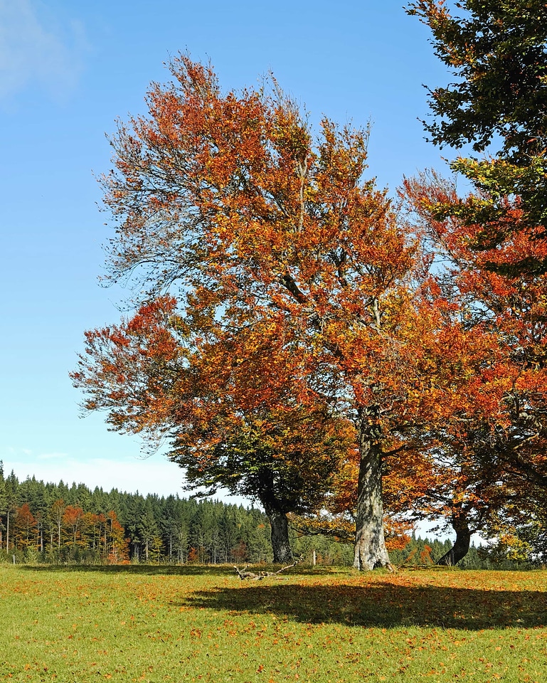 Acacia autumn autumn season photo