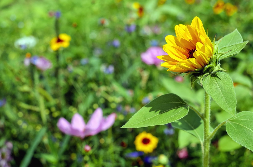 Beautiful Flowers blooming blossom