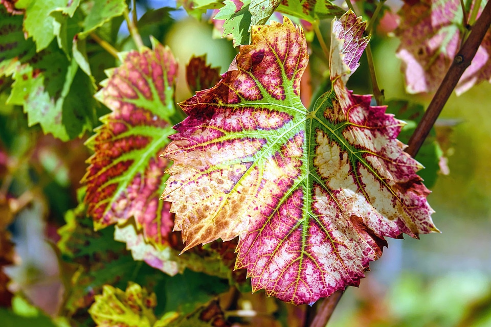 Autumn autumn season branch
