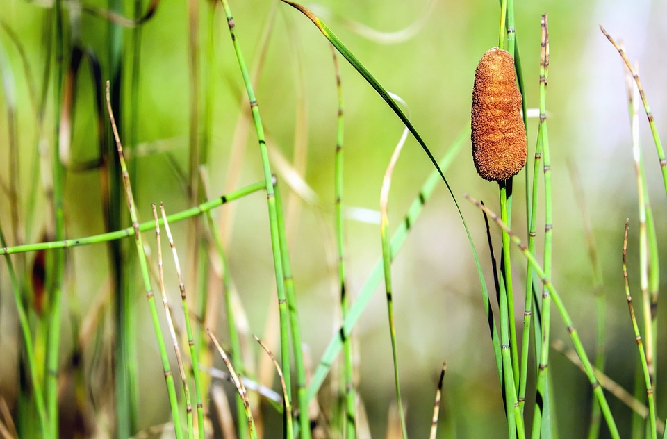 Brown flora foliage