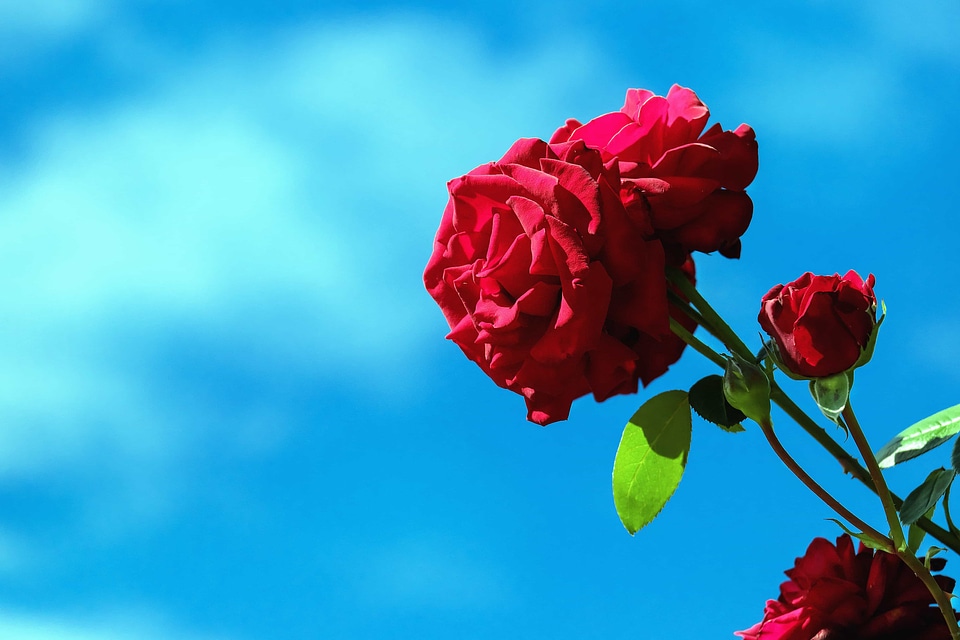 Beautiful Flowers bloom blooming