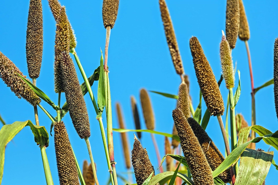 Blossom flora foliage