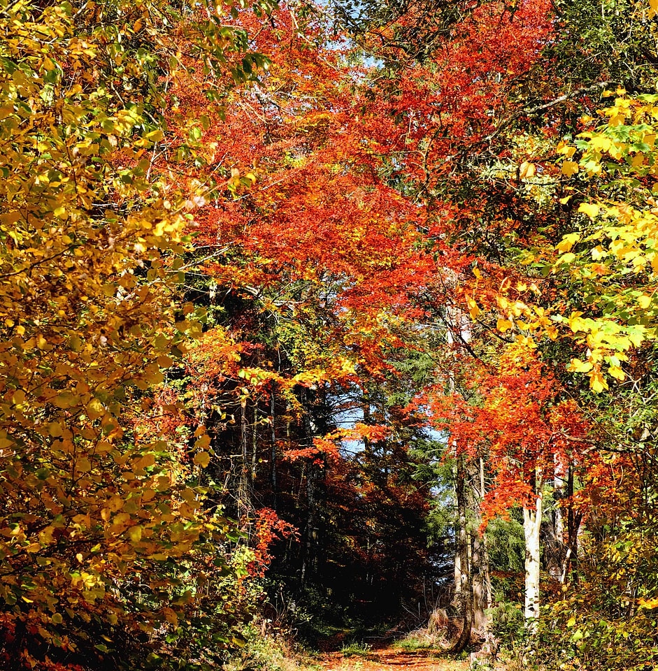 Autumn autumn season branch photo