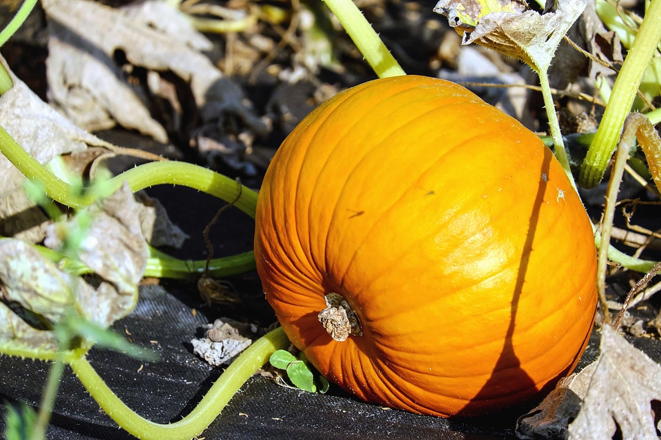 Autumn autumn season calorie