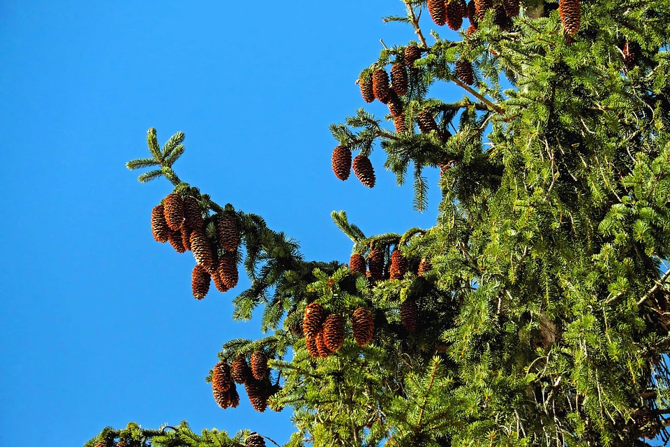 Branch flora landscape