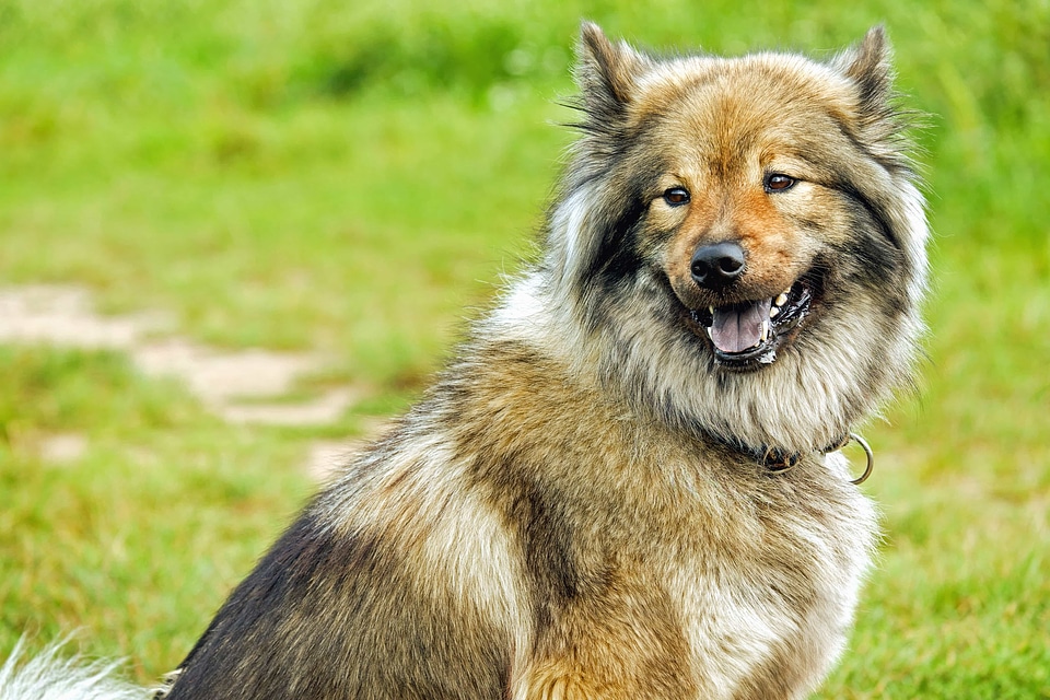Animal animals beautiful photo