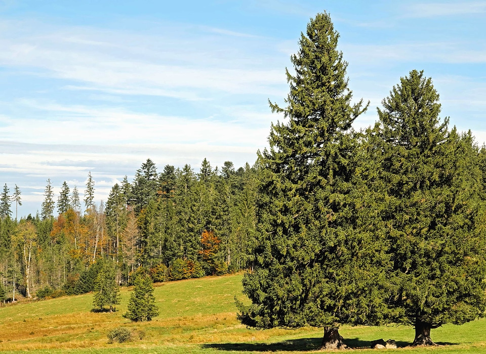 Branch climate ecology