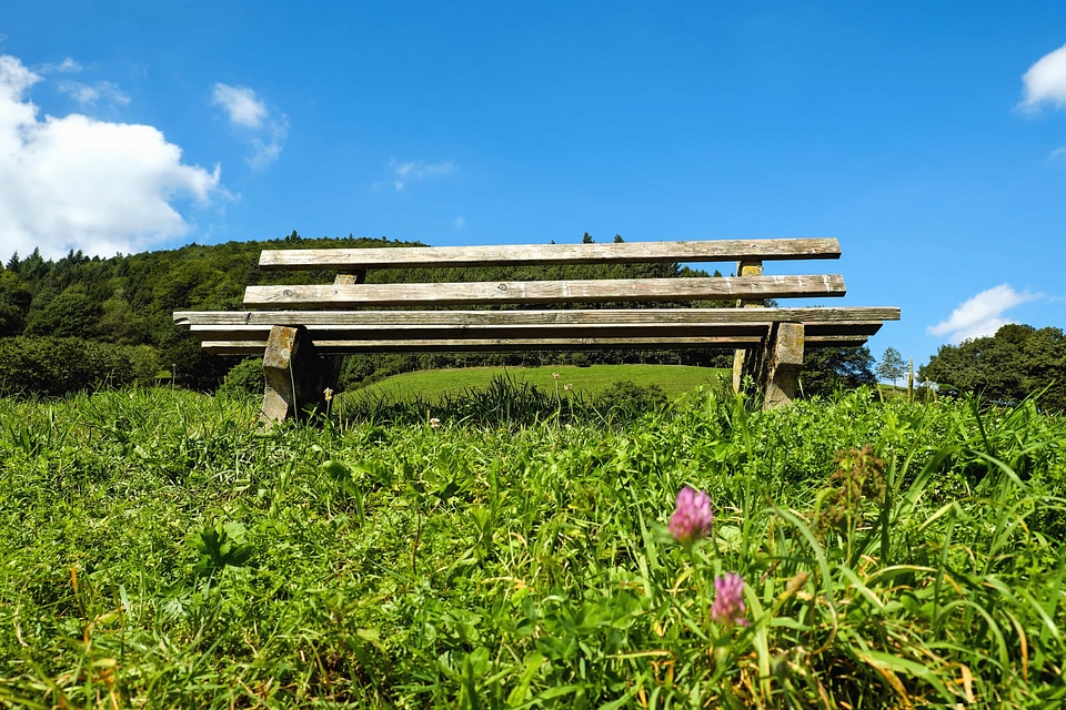 Bench field flora