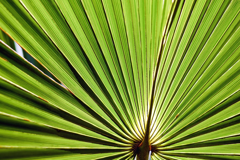 Details exotic flora