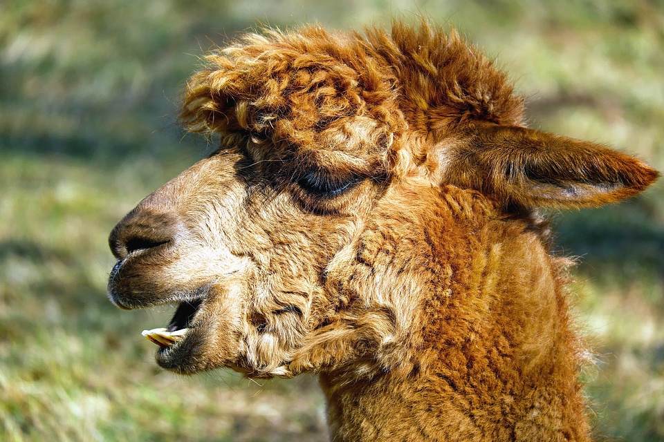 Alpaca animal beautiful photo