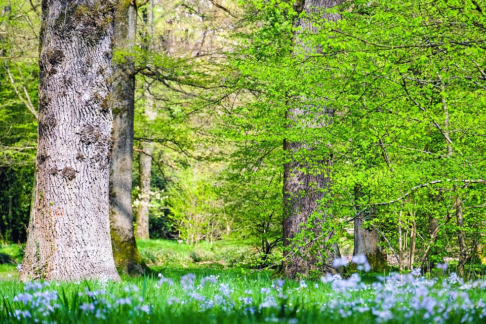 Branch climate ecology