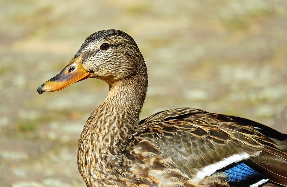 Animal aquatic bird avian photo