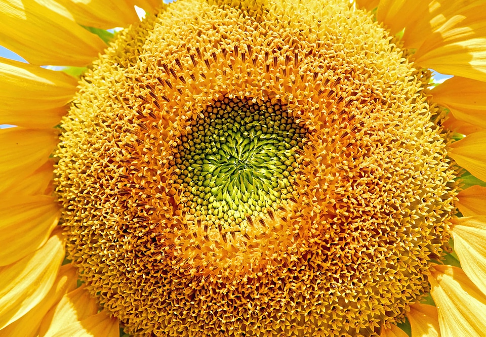 Beautiful Flowers beautiful photo blooming