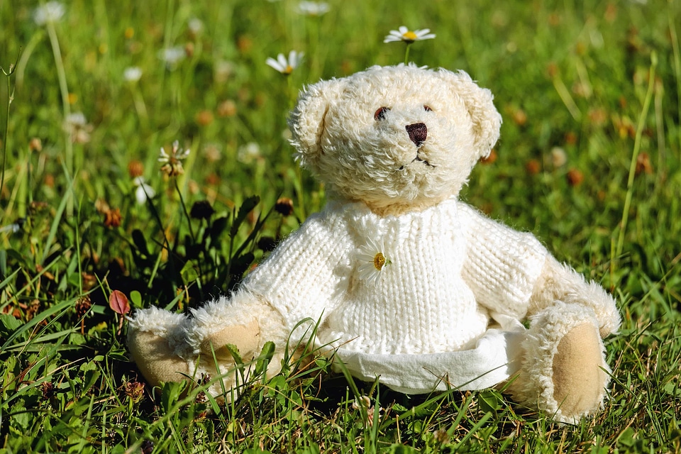Bear beautiful photo cute