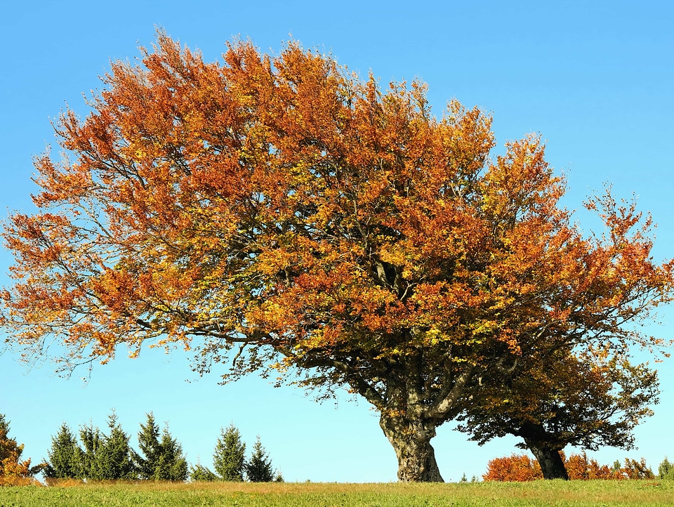 Branch countryside environment