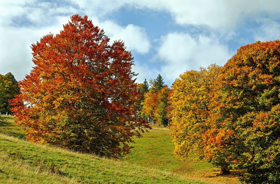 Autumn autumn season flora