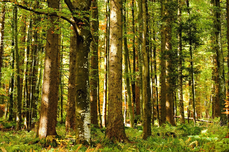 Birch branch climate