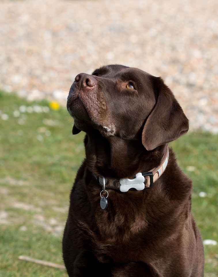 Chocolate brown portrait