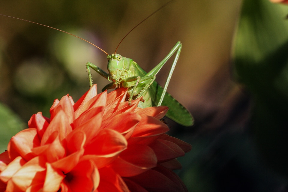 Insect viridissima nature