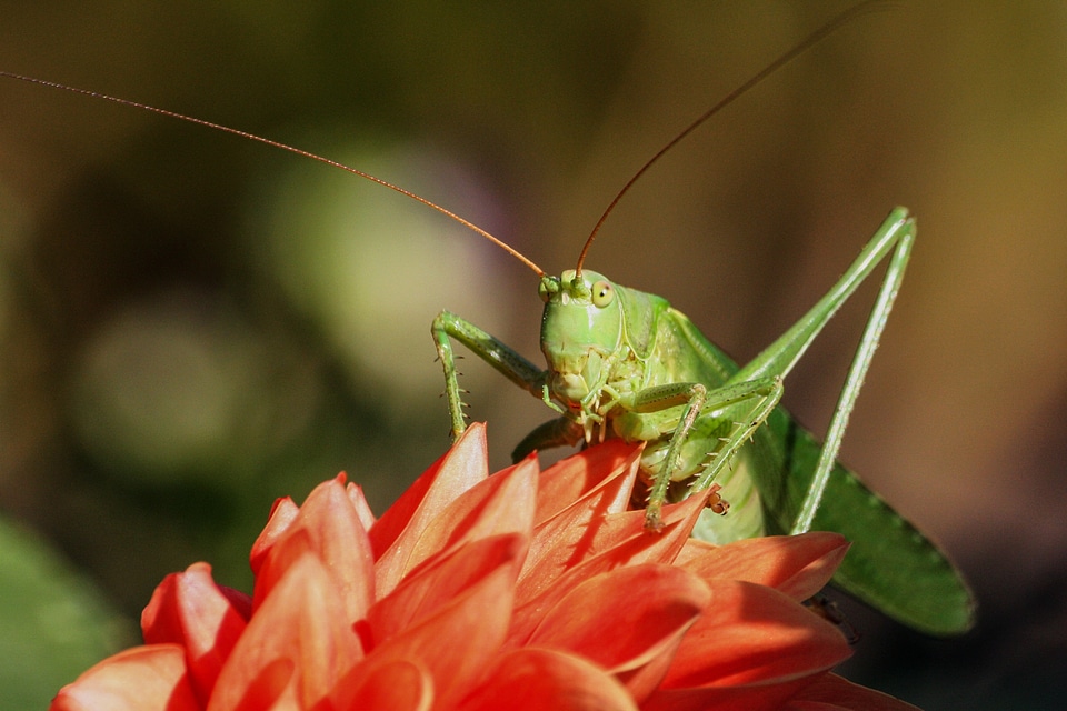 Viridissima macro photography close up