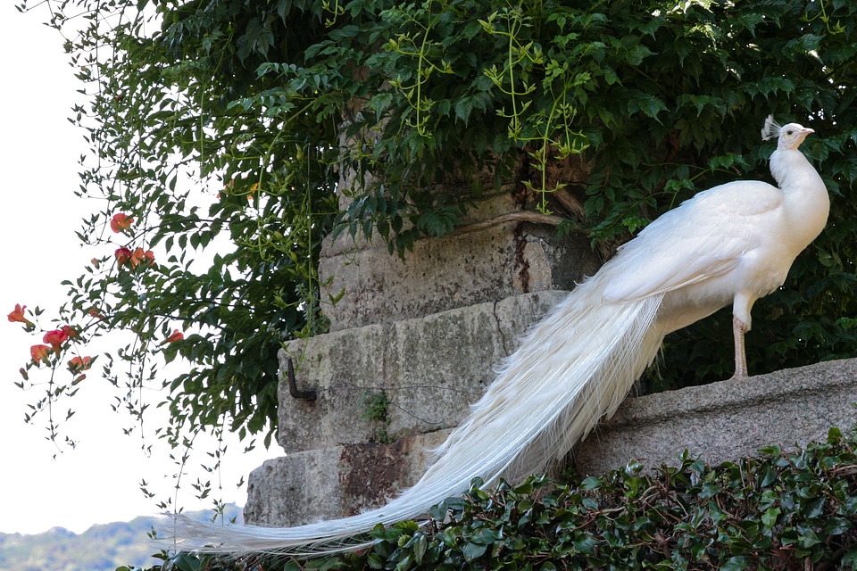 Plumage bird vanity