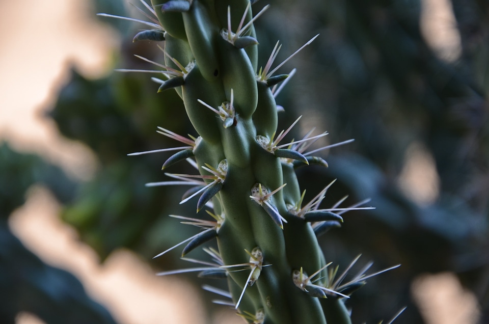 Plant natural botanical