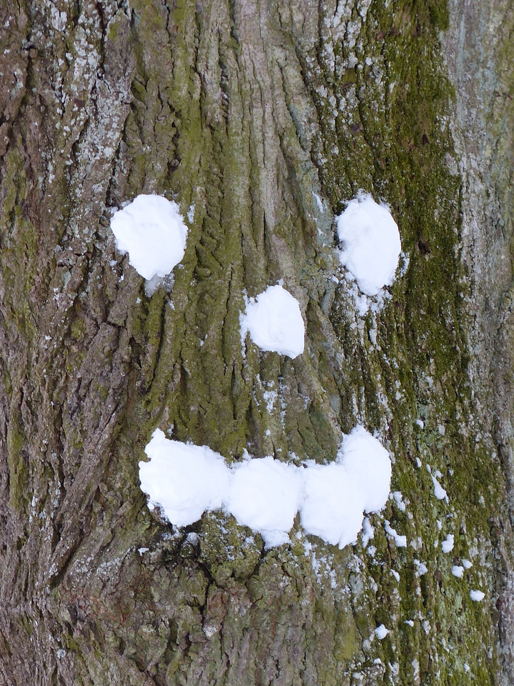 Snow snow face log
