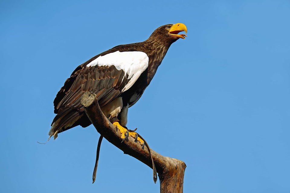 Animal avian beak photo