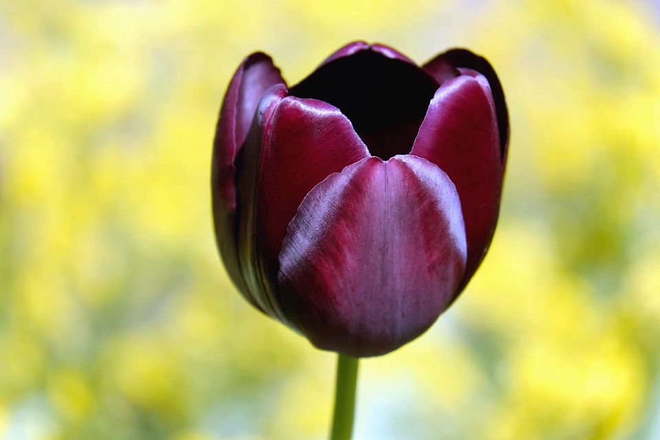 Beautiful Flowers blooming blossom