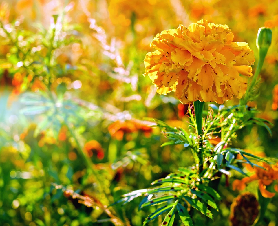 Beautiful beautiful flowers blooming