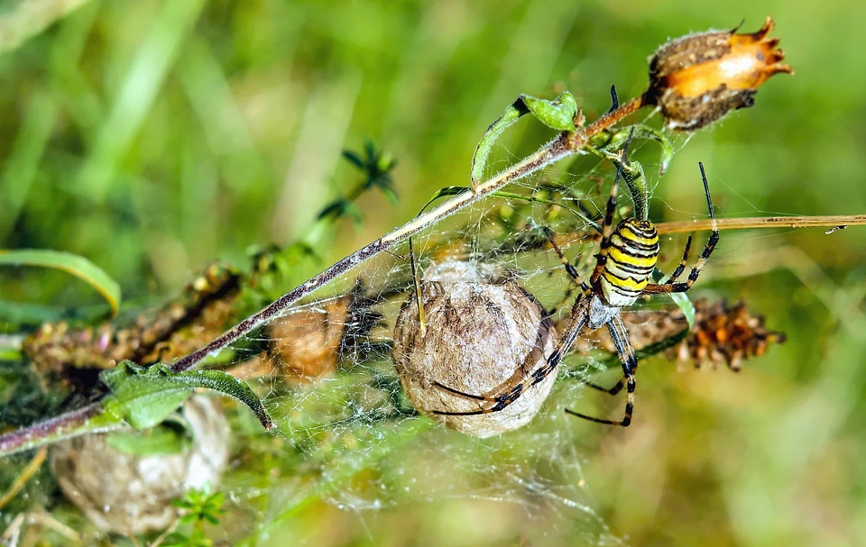 Animal arthropod bug