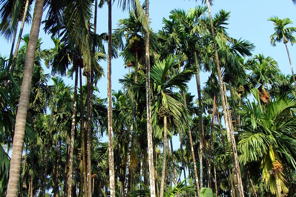 Tree organic agriculture