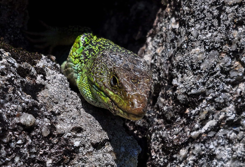 Amphibian animal camouflage