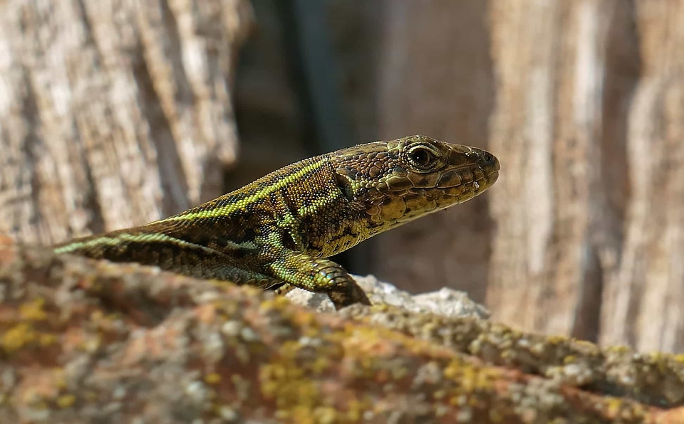 Animal camouflage daylight photo