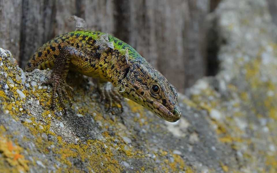 Animal camouflage daylight