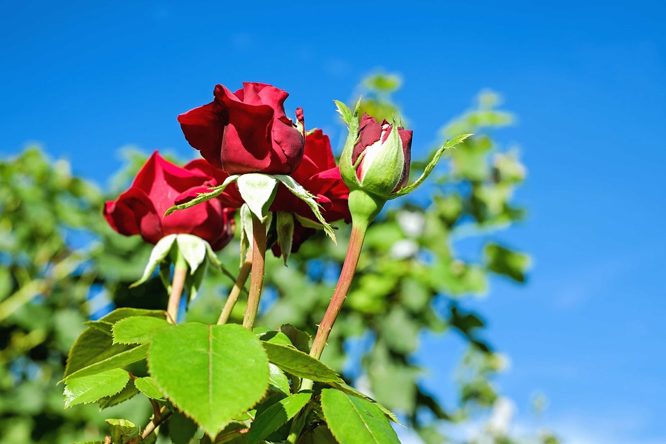 Beautiful Flowers beautiful photo blooming