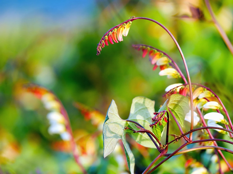 Beautiful beautiful flowers blooming