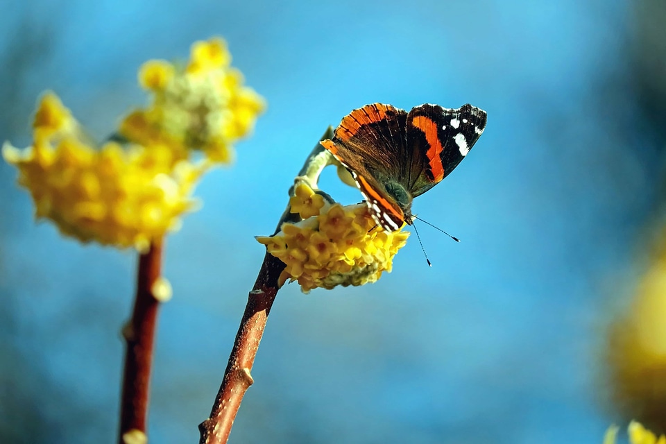 Animal arthropod beautiful flowers