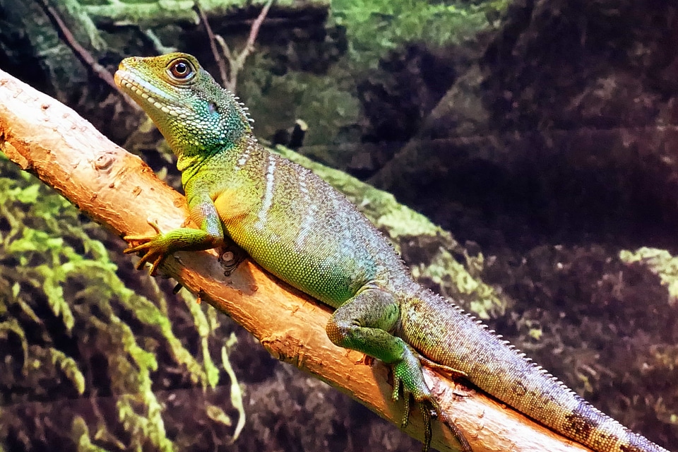 Animal camouflage chameleon