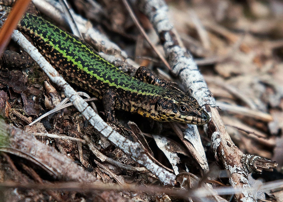 Animal camouflage daylight photo