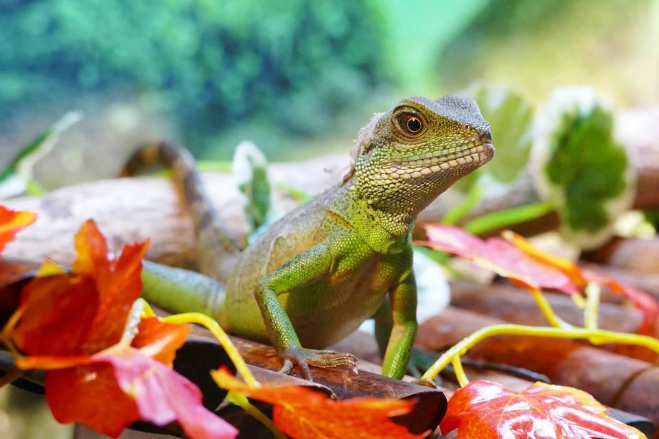 Animal camouflage chameleon