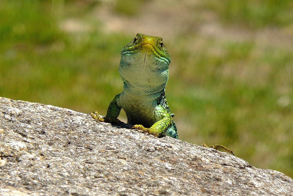 Animal camouflage chameleon photo