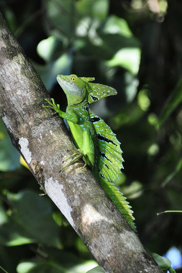 Animal branch camouflage