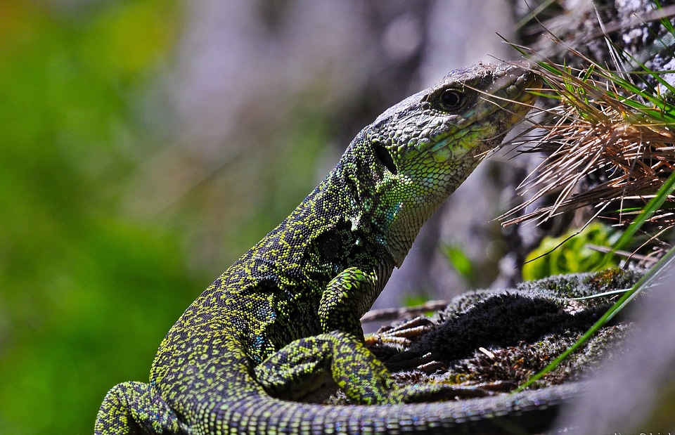 Animal camouflage chameleon