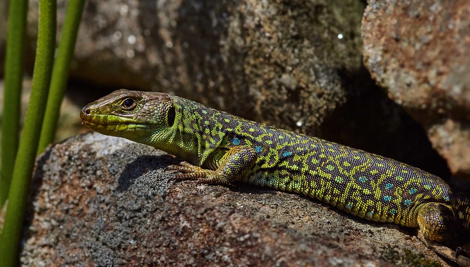 Animal camouflage daylight photo